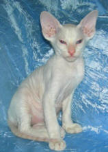 Увеличить !