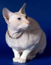 Статус Сфинкс Даромир - петерболд - кот - окрас : крем-пойнт / е 33 - УВЕЛИЧИТЬ ФОТО !