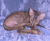 Увеличить фото !