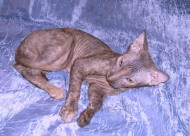 Увеличить фото !