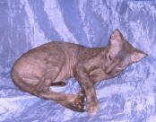 Увеличить фото !