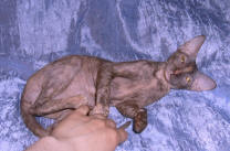 Увеличить фото !