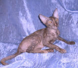 Увеличить фото !