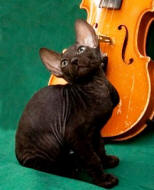 Статус Сфинкс Аргентум - петерболд - кот - окрас : черный / n - УВЕЛИЧИТЬ ФОТО !