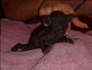 Увеличить !