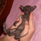 Увеличить !