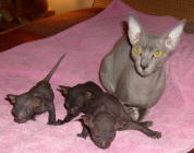 Увеличить !