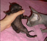 Увеличить !