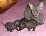 Увеличить !