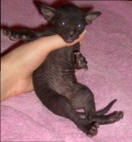 Увеличить !