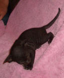 Увеличить !