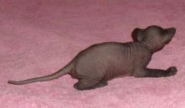 Увеличить !