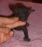 Увеличить !