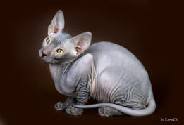 Увеличить !