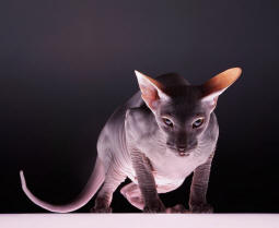 Увеличить !