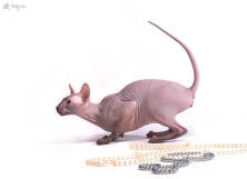 Увеличить !