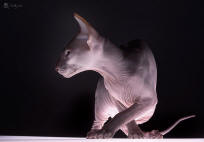 Увеличить !