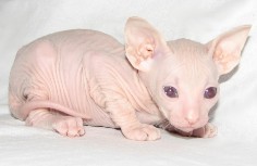 Увеличить фото !