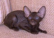 Увеличить !