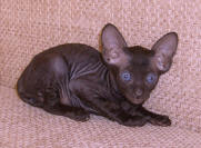 Увеличить !