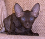 Увеличить !