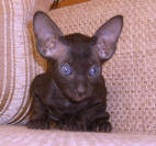 Увеличить !