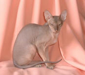 Статус Сфинкс Сильфида - петерболд- окрас Шоколадный пятнистый  